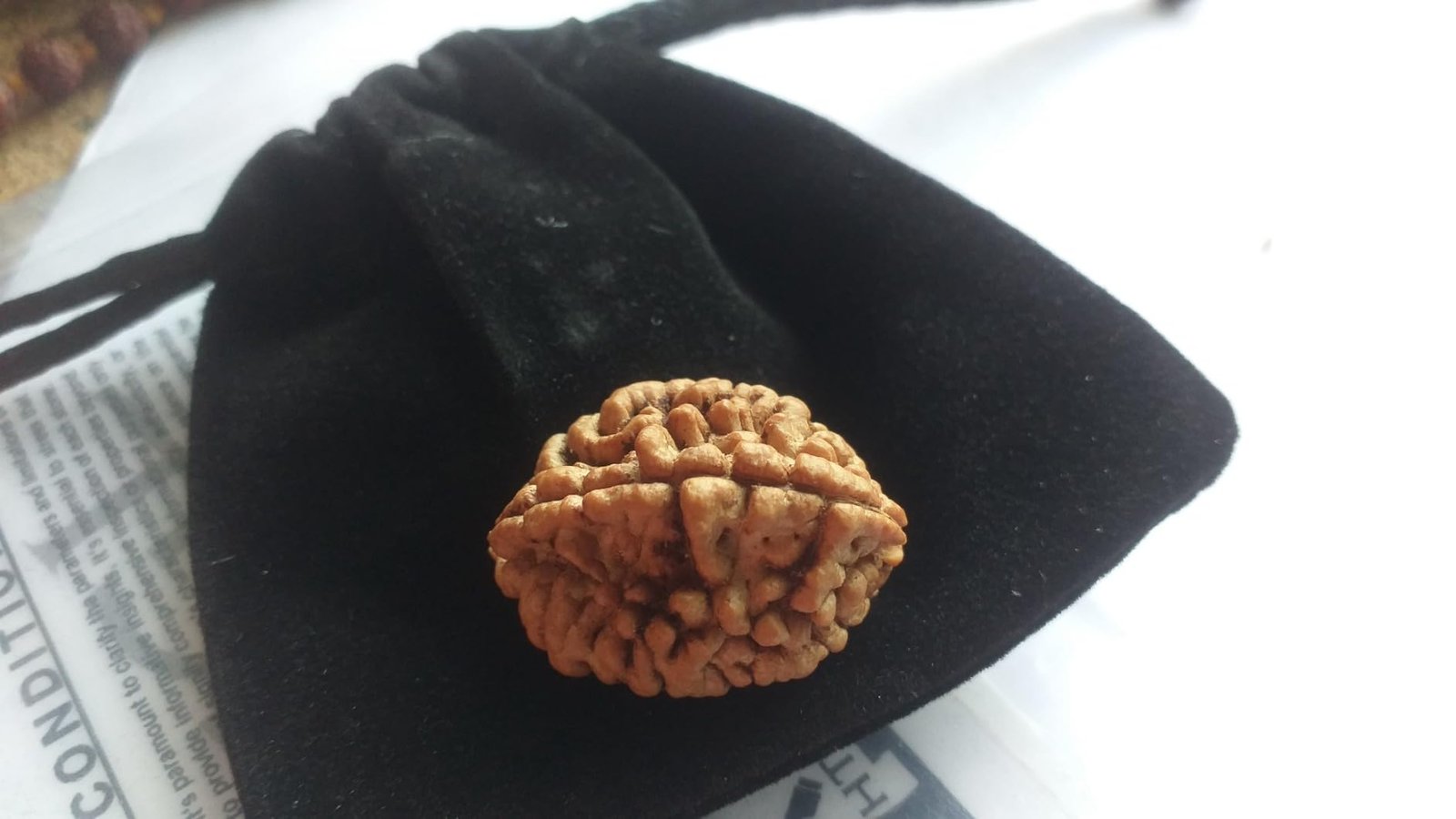 Rudraksha
