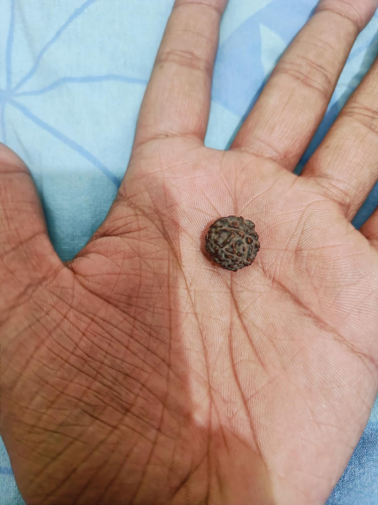 Rudraksha