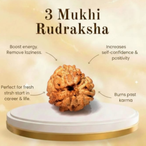 3 Mukhi Rudraksha – Original Nepali Bead