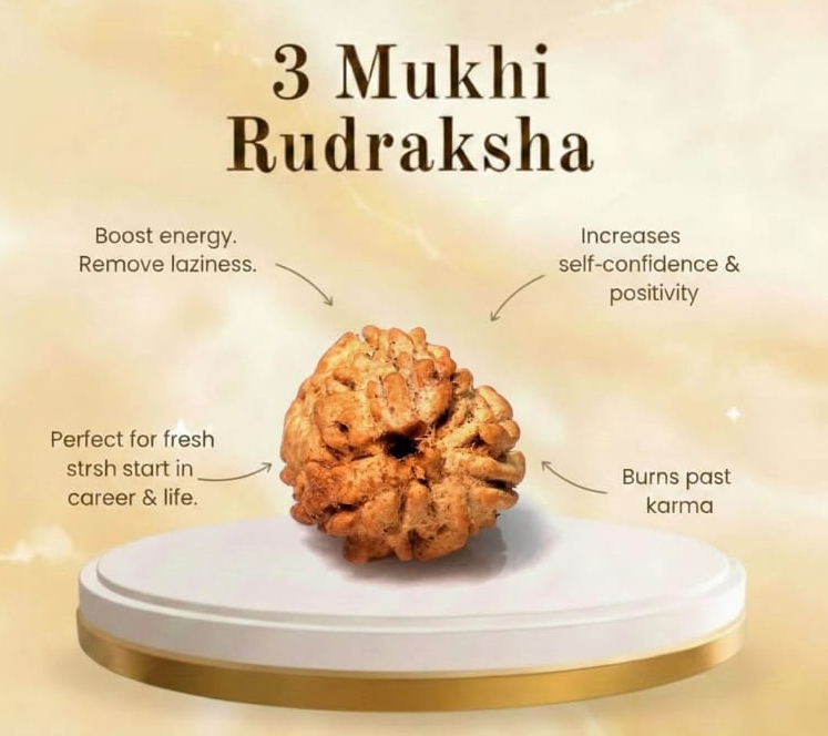 3 Mukhi Rudraksha – Original Nepali Bead
